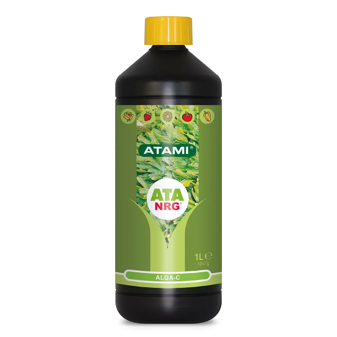 ALGA C ATAMI