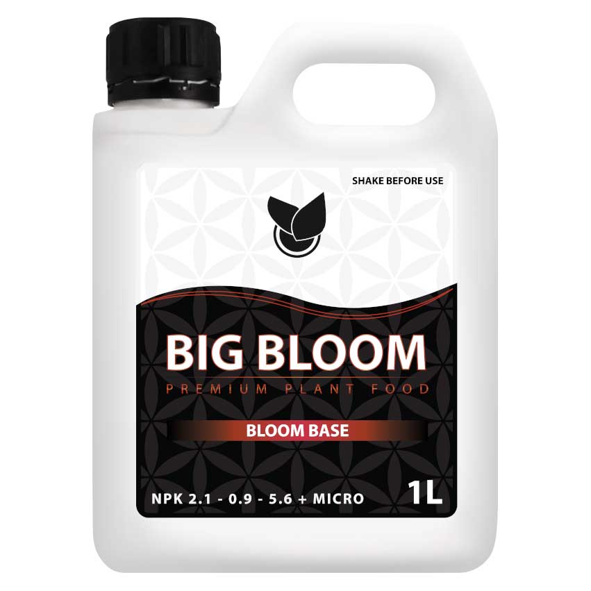 BIG BLOOM
