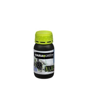 ALGAX MARIA GREEN