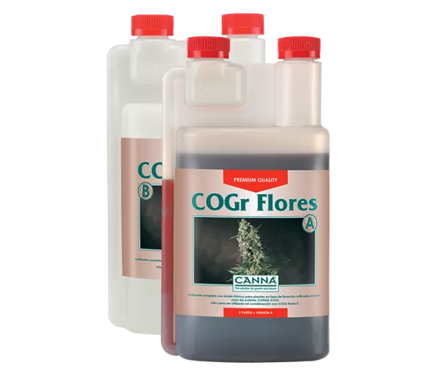 CANNA COGR FLORES