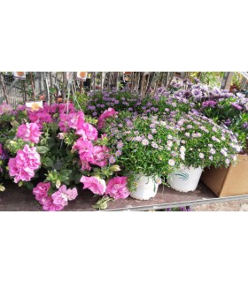 Plantas/arbolado