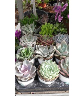 Plantas/arbolado