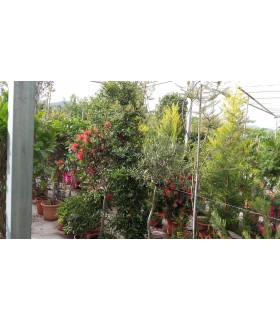 Plantas/arbolado