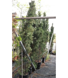 Plantas/arbolado