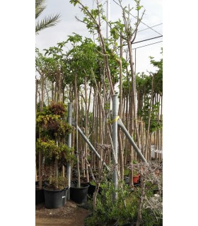 Plantas/arbolado