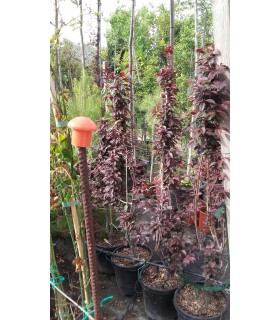 Plantas/arbolado