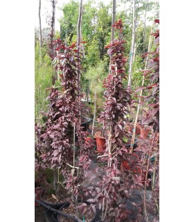 Plantas/arbolado