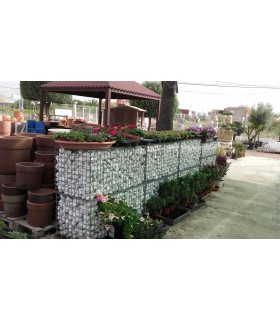 Plantas/arbolado