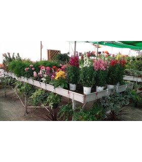 Plantas/arbolado