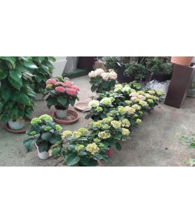 Plantas/arbolado