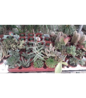 Plantas/arbolado