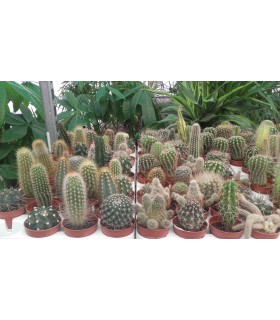 Plantas/arbolado