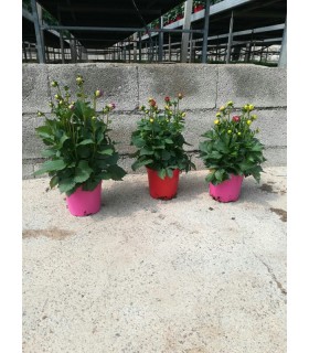Plantas/arbolado