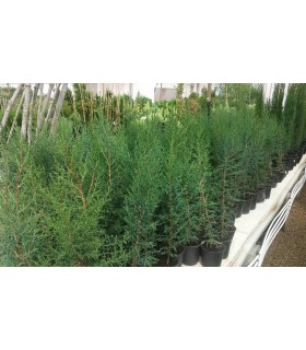 Plantas/arbolado
