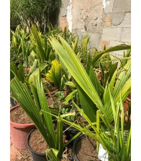 Plantas/arbolado