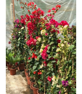 Plantas/arbolado