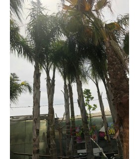 Plantas/arbolado
