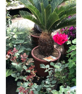 Plantas/arbolado