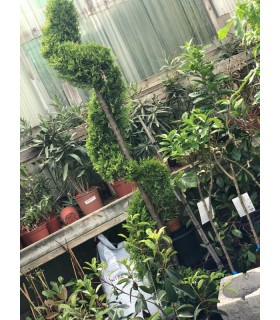 Plantas/arbolado