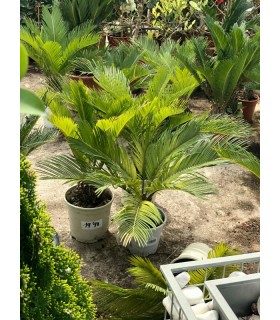 Plantas/arbolado