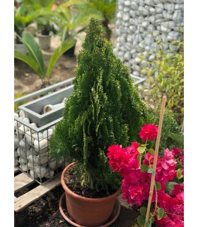 Plantas/arbolado