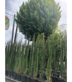 Plantas/arbolado