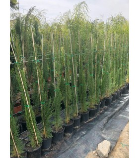 Plantas/arbolado