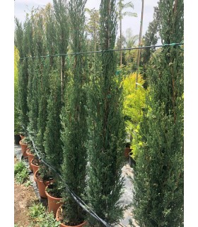 Plantas/arbolado