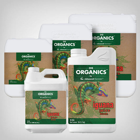 IGUANA JUICE BLOOM