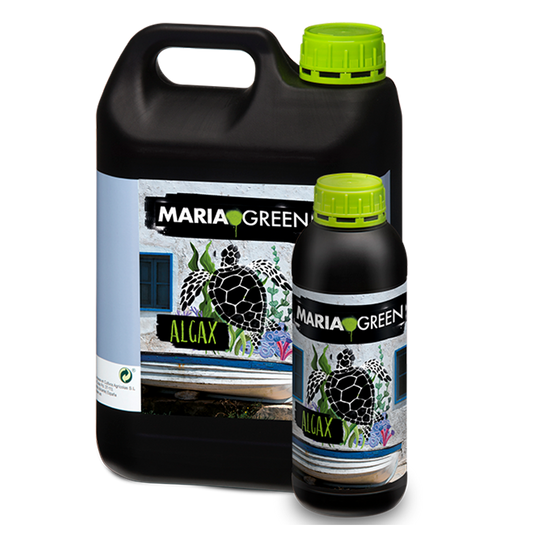 ALGAX MARIA GREEN