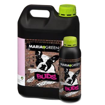 BUDS MARIA GREEN