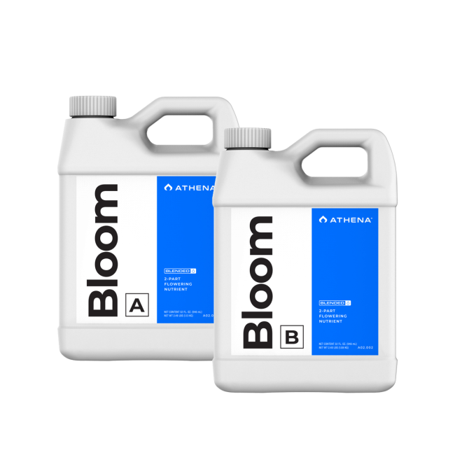 ATHENA BLOOM A+B