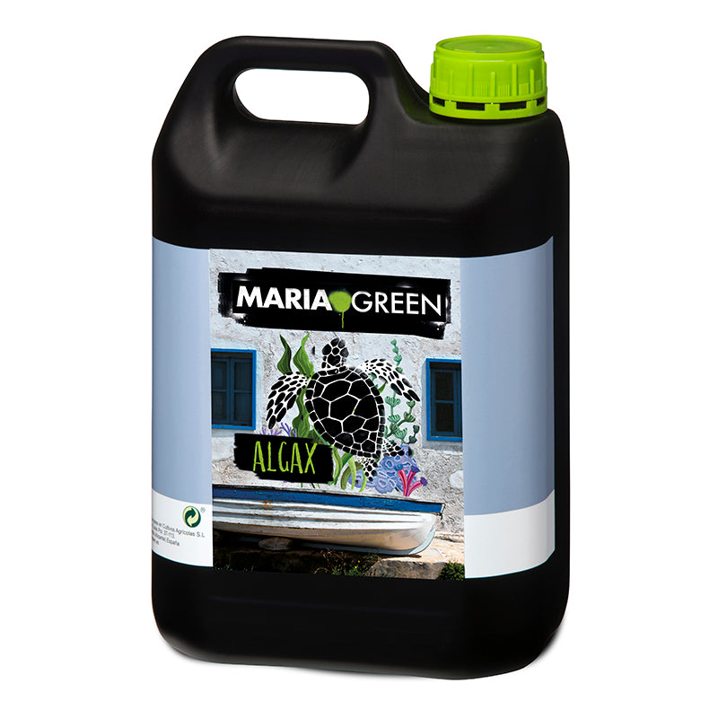 ALGAX MARIA GREEN