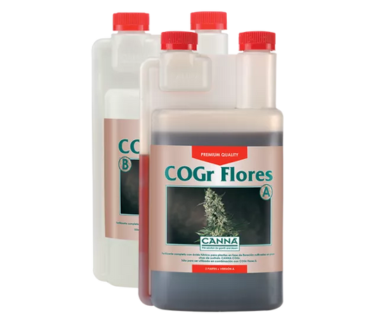 CANNA COGR FLORES