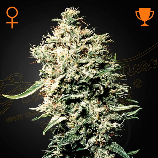 WHITE RHINO 1 100% GREEN HOUSE