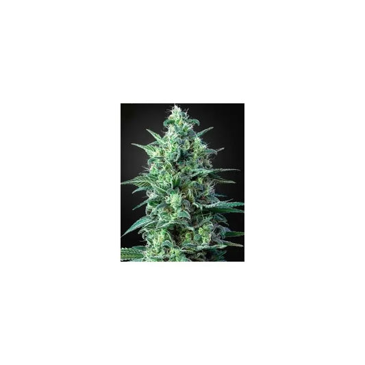 WHITE WIDOW 1 100% DINAFEM