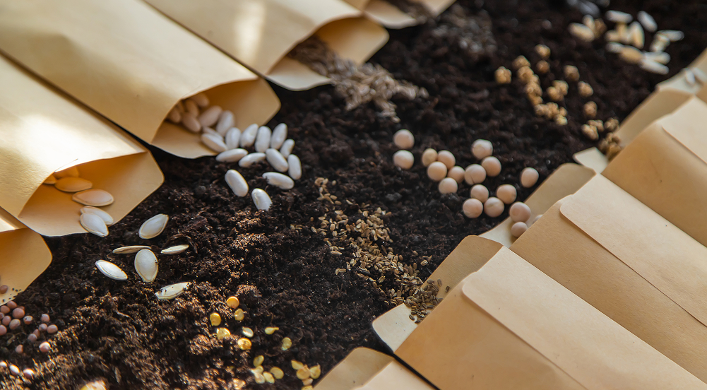 Semillas y germinación