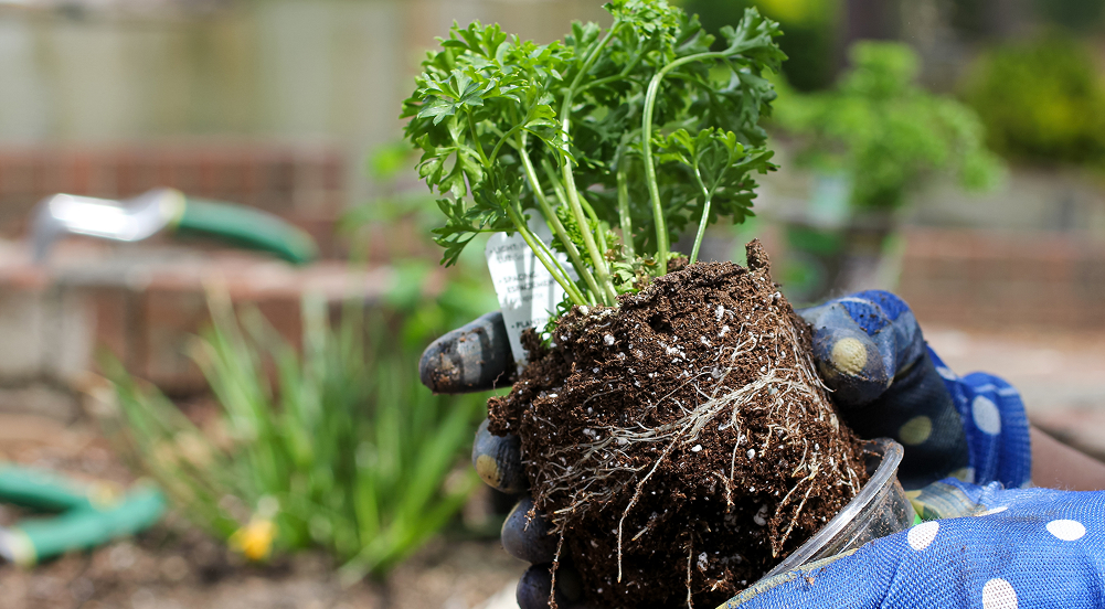 Plantas saludables