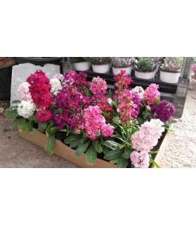 Plantas/arbolado