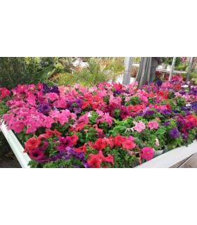 Plantas/arbolado