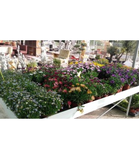 Plantas/arbolado