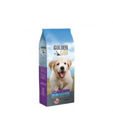 GOLDEN CAN PUPPIES 4KG